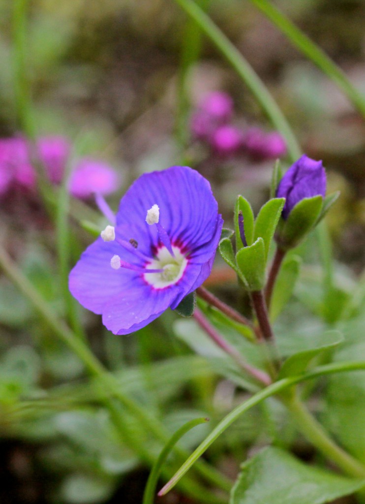 Flower in Þingvellir in Iceland