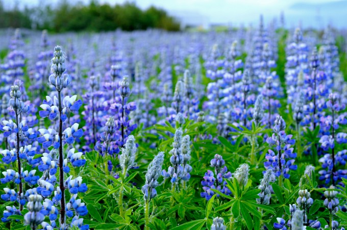 Reykjavik flowers and blue| Nature photography | www.karlasnordickitchen.com