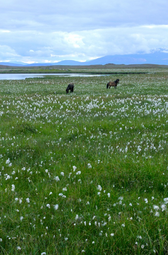 Snæfellsness Icelandic horses